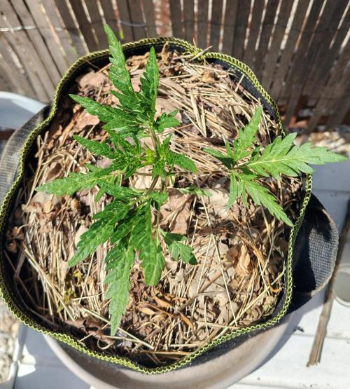 Frosty's Auto Freak in the garden. Week 5
