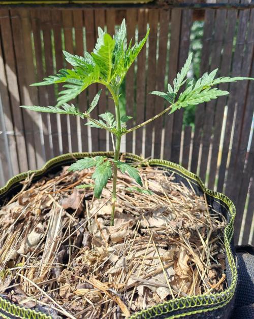 Frosty's Auto Freak in the garden. Week 5 - Prière vers le soleil 