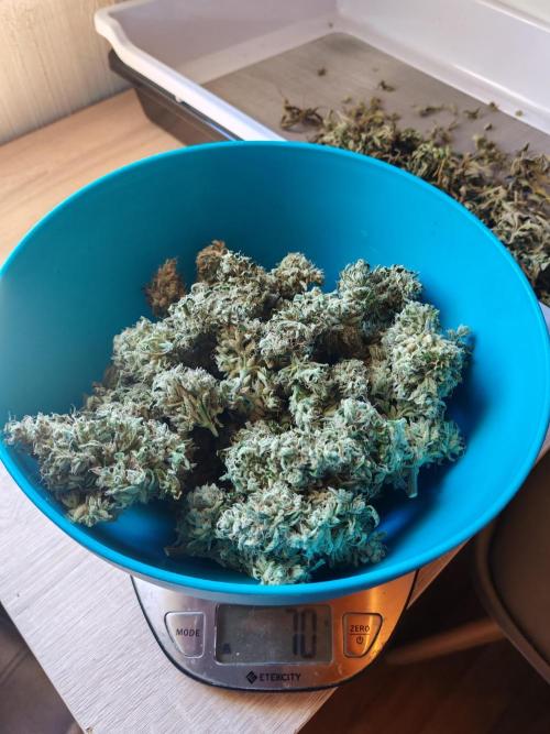 From the fridge. Week 11