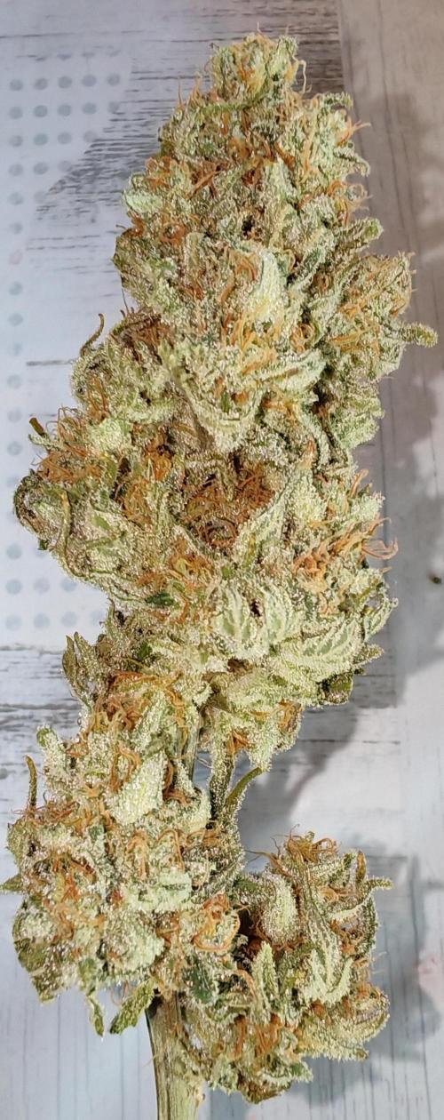 From the fridge. Week 10