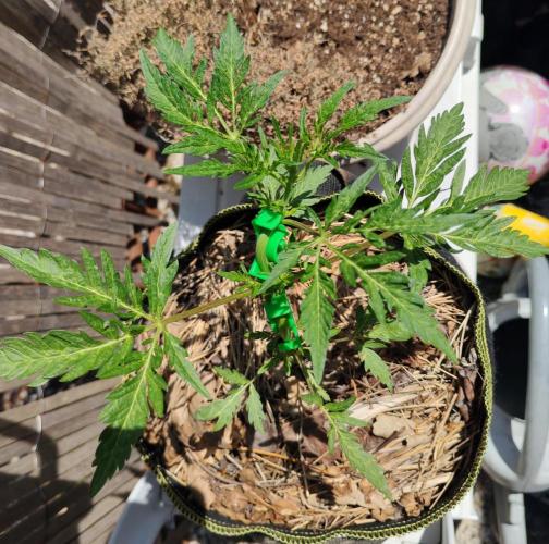 Frosty's Auto Freak in the garden. Week 6