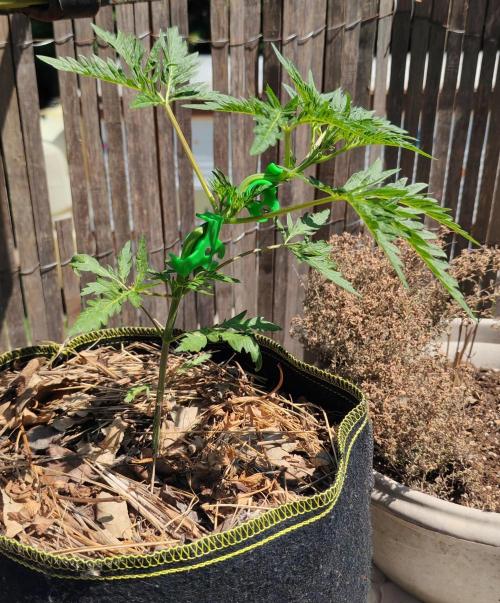 Frosty's Auto Freak in the garden. Week 6
