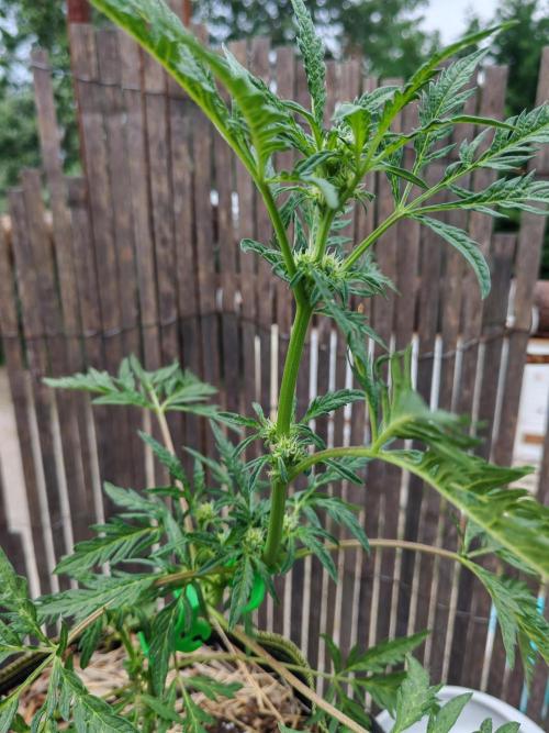 Frosty's Auto Freak in the garden. Week 7