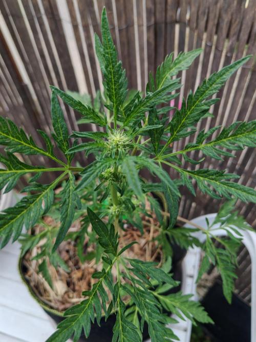 Frosty's Auto Freak in the garden. Week 7