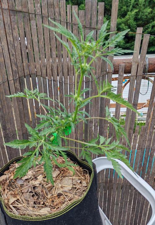 Frosty's Auto Freak in the garden. Week 7