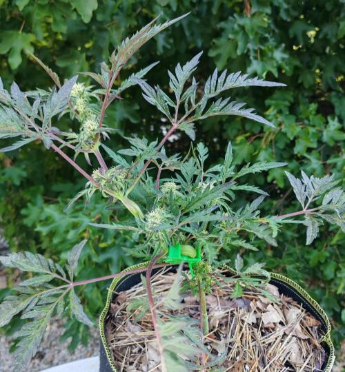 Frosty's Auto Freak in the garden. Week 8