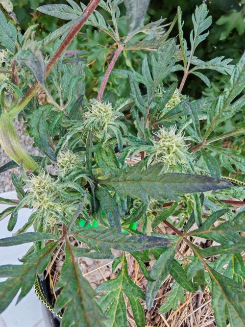 Frosty's Auto Freak in the garden. Week 8