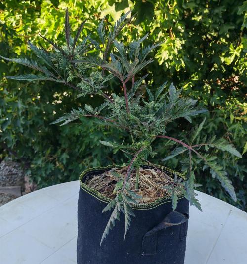 Frosty's Auto Freak in the garden. Week 9