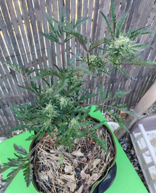 Frosty's Auto Freak in the garden. Week 9