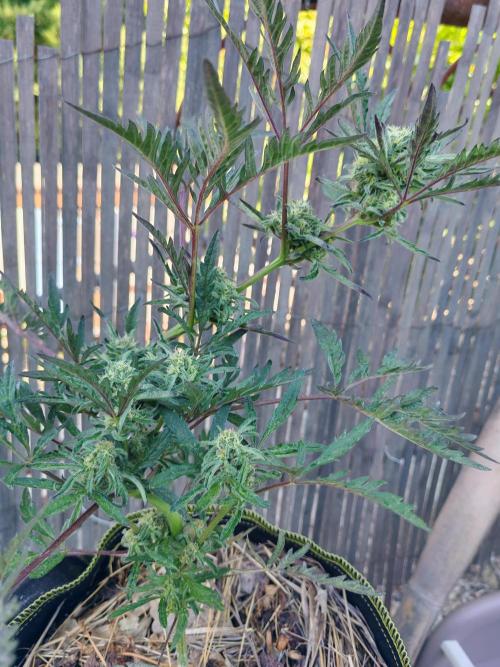 Frosty's Auto Freak in the garden. Week 9
