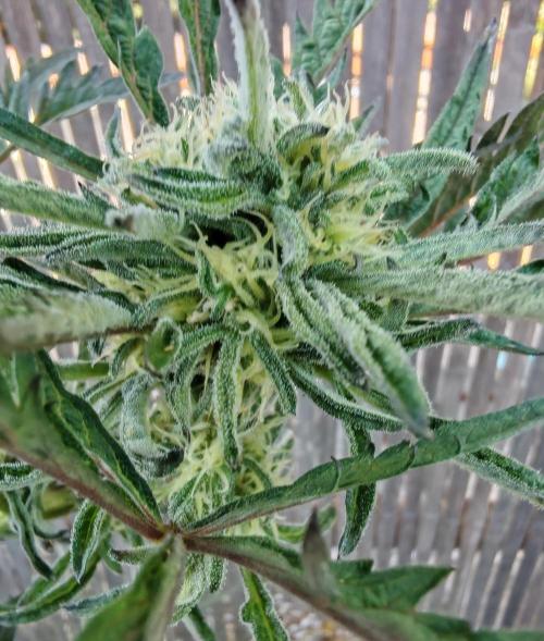 Frosty's Auto Freak in the garden. Week 9