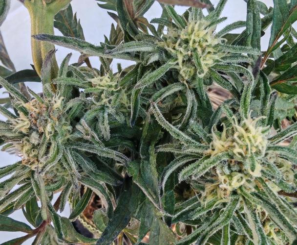 Frosty's Auto Freak in the garden. Week 9