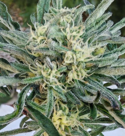 Frosty's Auto Freak in the garden. Week 9