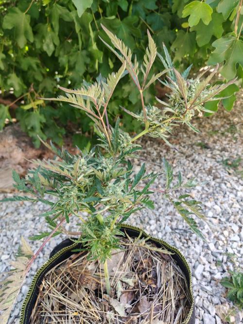 Frosty's Auto Freak in the garden. Week 10