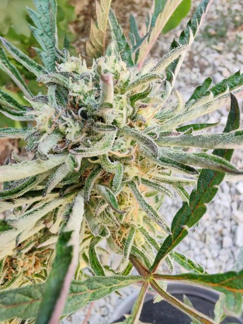 Frosty's Auto Freak in the garden. Week 10