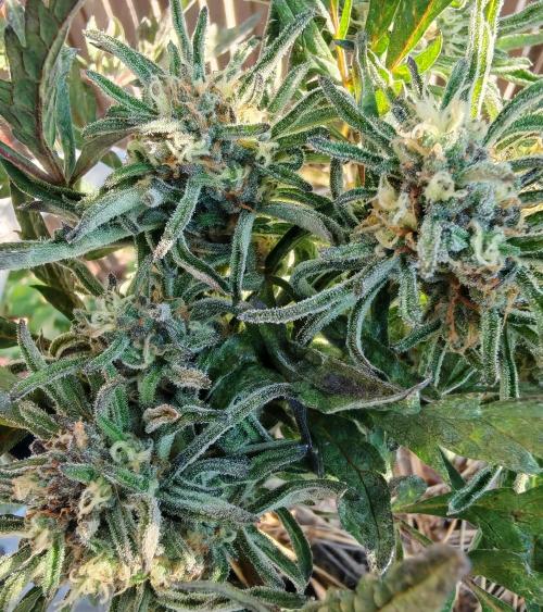 Frosty's Auto Freak in the garden. Week 10