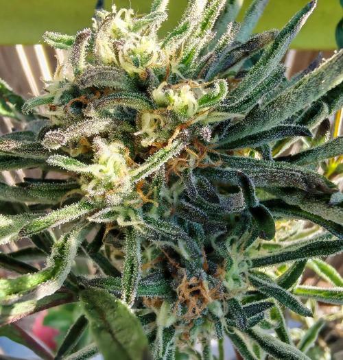 Frosty's Auto Freak . Week 10