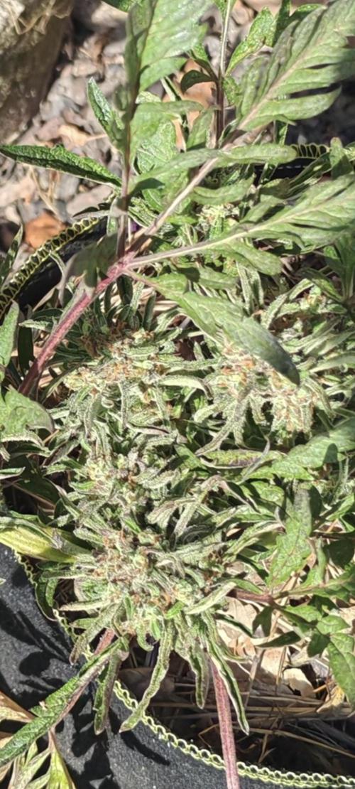 Frosty's Auto Freak in the garden. Week 11