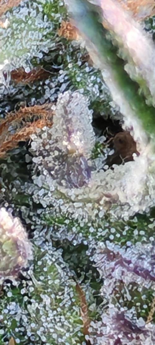 Frosty's Auto Freak in the garden. Week 11