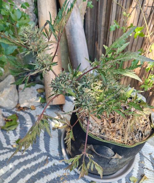 Frosty's Auto Freak in the garden. Week 12