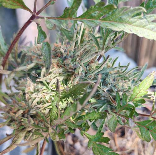 Frosty's Auto Freak in the garden. Week 12