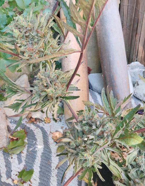 Frosty's Auto Freak in the garden. Week 12
