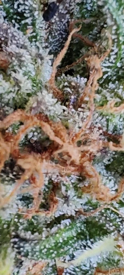 Frosty's Auto Freak in the garden. Week 12