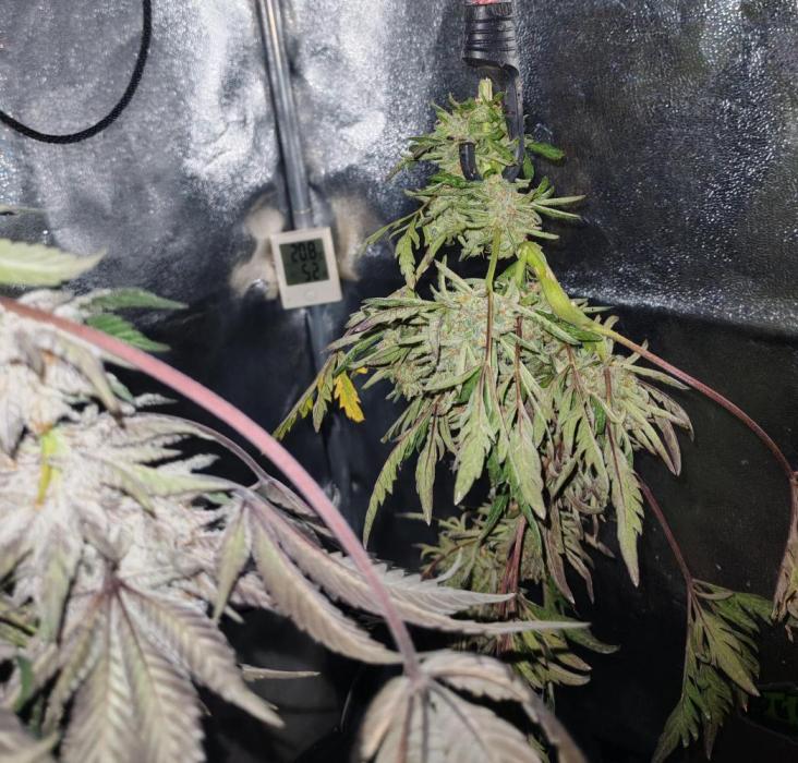 Frosty's Auto Freak in the garden. Week 12