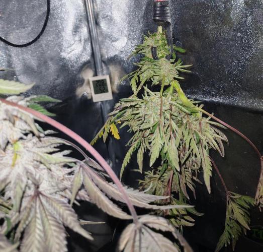 Frosty's Auto Freak . Week 12