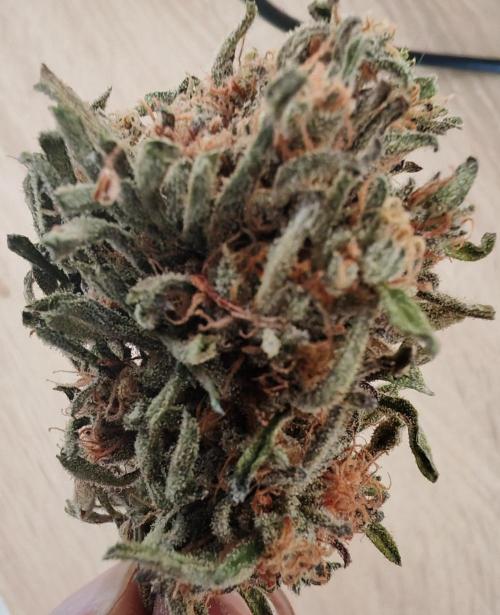 Frosty's Auto Freak in the garden. Week 12