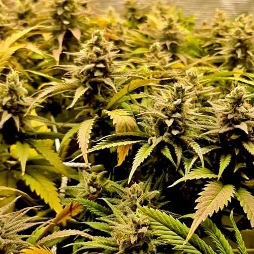 Desert skunk 