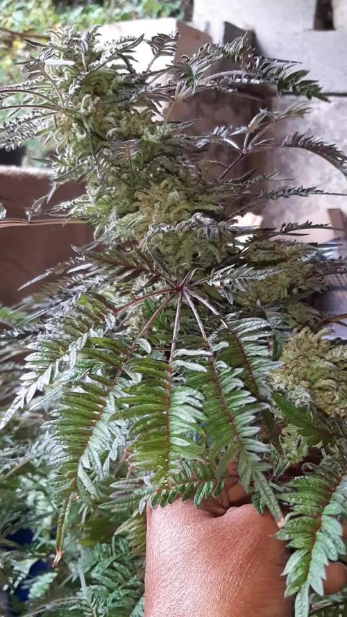 Frosty's Purple Freak 