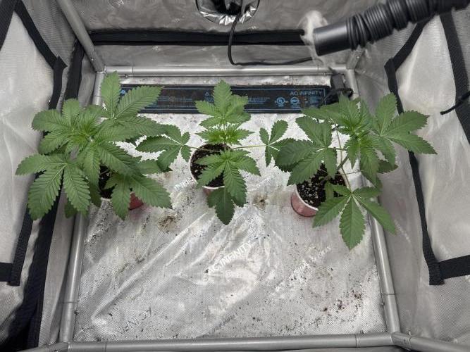Trap God Solfire. Week 3