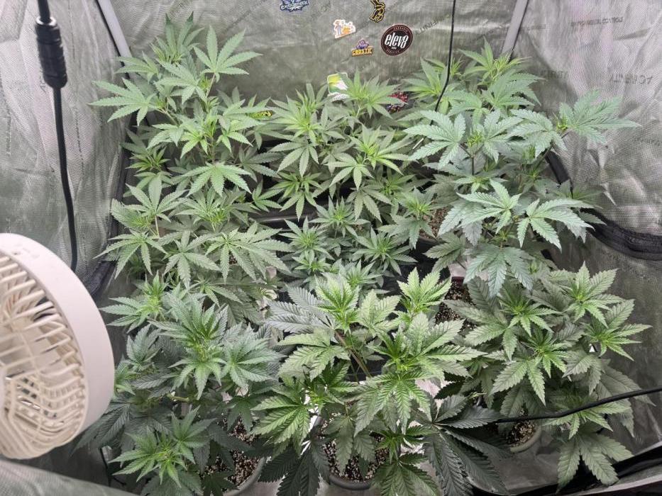 Square One Genetics – Chemferno. Week 6