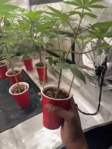 Sweet Seeds Purple Punch Og