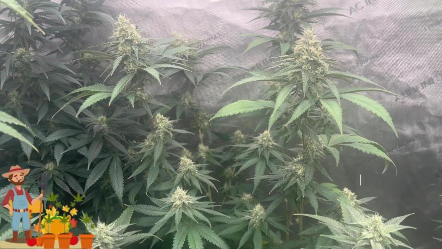 Strawmata! Solfire Gardens!