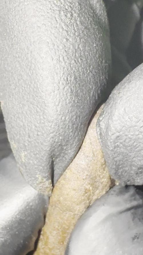 Bubble Hash 200g Trim + 2 Ounce Bud