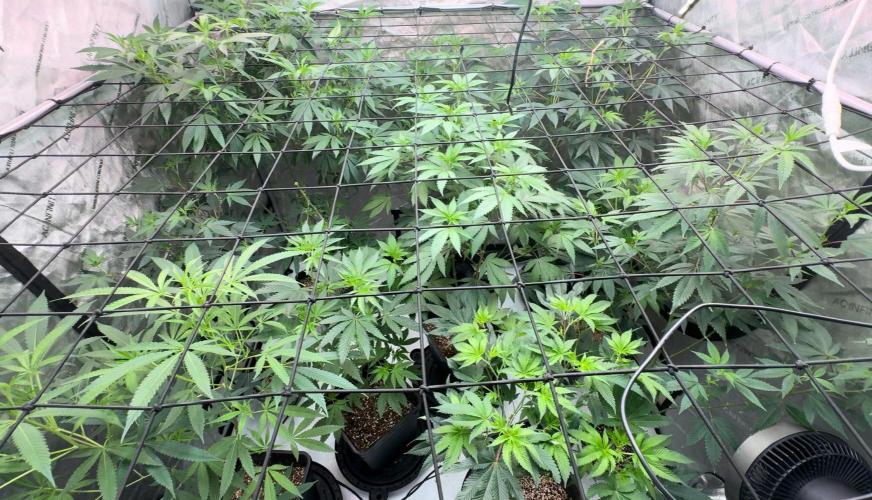 Baby cakes. Week 12 - Day 6 of flower