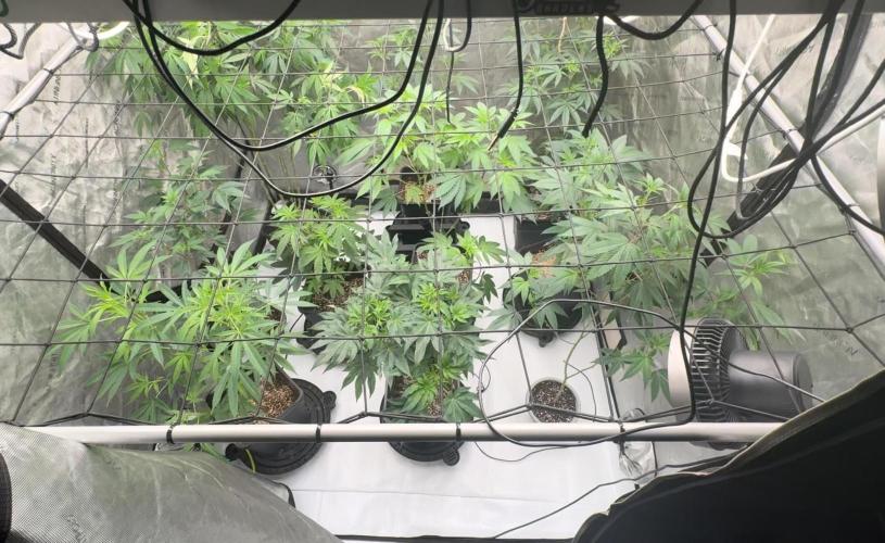 Orange bud 2.0. Week 22