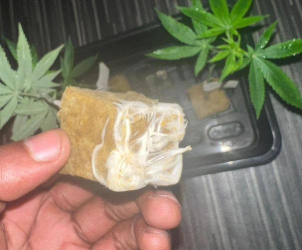 Barneys LSD Clones 2x. Week 1