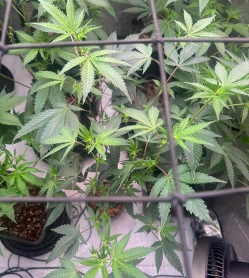 Barneys LSD Clones 2x. Week 4