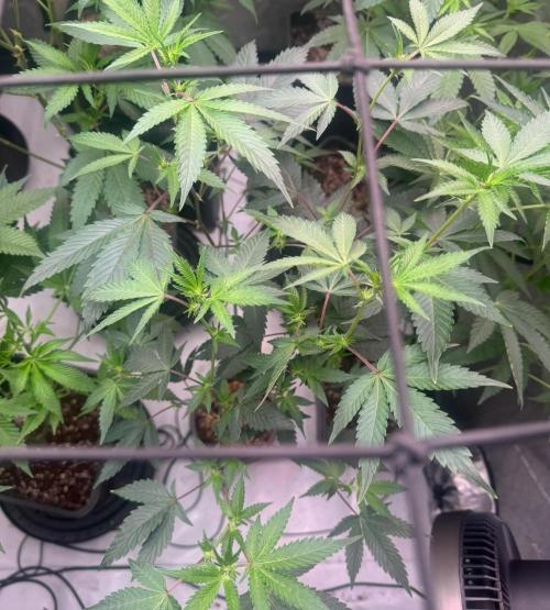 Barneys LSD Clones 2x. Week 4