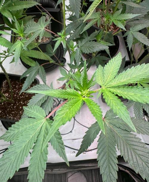 Barneys LSD Clones 2x. Week 4