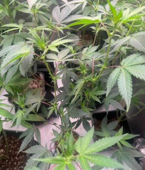 Barneys LSD Clones 2x. Week 4