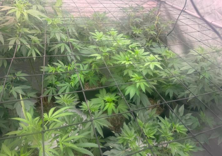 Barneys LSD Clones 2x. Week 4