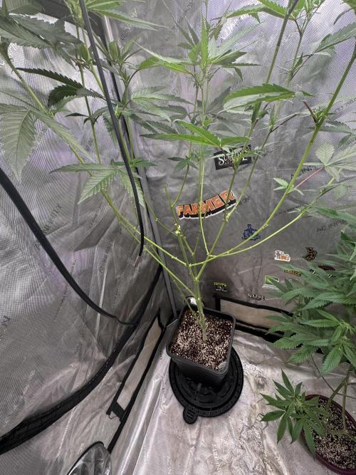 Dutch Passion. Week 6