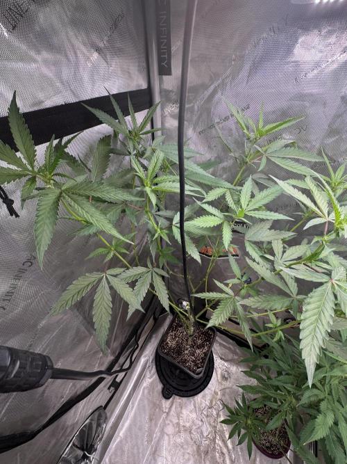 Dutch Passion. Week 6