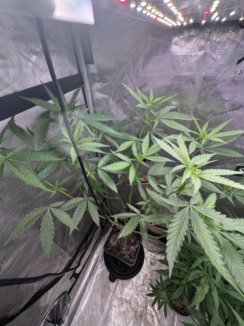 Dutch Passion. Week 6