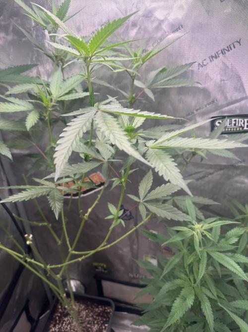 Dutch Passion. Week 6