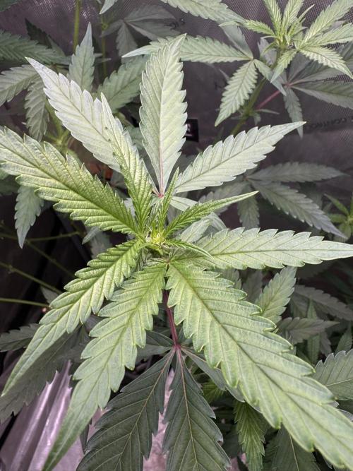 Dutch Passion. Week 6